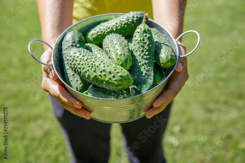 Woman Harvesting Cucumbers In The Garden On Sunny Day Growing