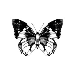 Canvas Print - Hand drawn butterfly