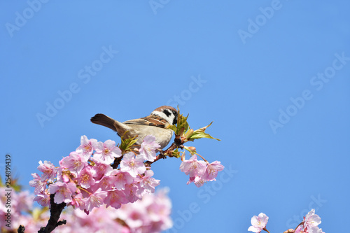 Obraz Dibond Kawazu Sakura i Wróbel