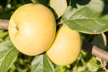 Beautiful ripe delicious apples on a tree branch in a summer garden