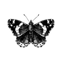 Hand Drawn Red Admiral Butterfly