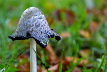 Wild Mushroom In A Grass Field