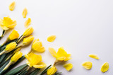 Fototapeta Tulipany - Yellow daffodils flowers on a white background. Copy space.