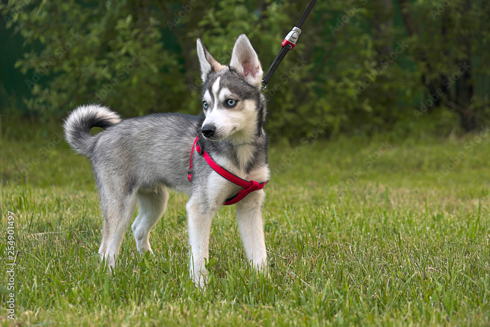 Mini Husky Alaskan Klee Kai Alaskan Husky For Adoption What Dog - Main Image