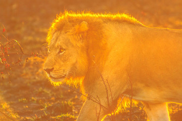 Side view portrait of male adult Lion walking in savannah at sunrise in Kruger National Park, South Africa. Panthera Leo in nature habitat. The lion is part of Big Five.