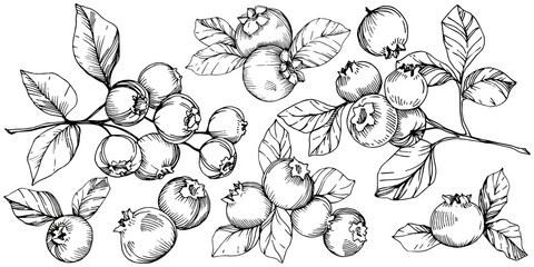 vector blueberry black and white engraved ink art. berries and leaves. isolated blueberry illustrati