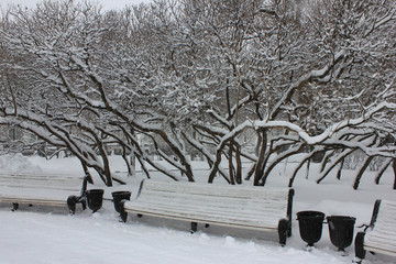 Winter park square with trees and bench covered in snow. Outdoor nature scene on misty day, city landscape with bare trees on cloudy winter season day