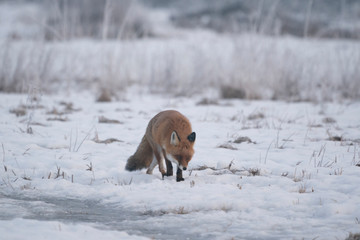 Wall Mural - Red fox in snowy landscape