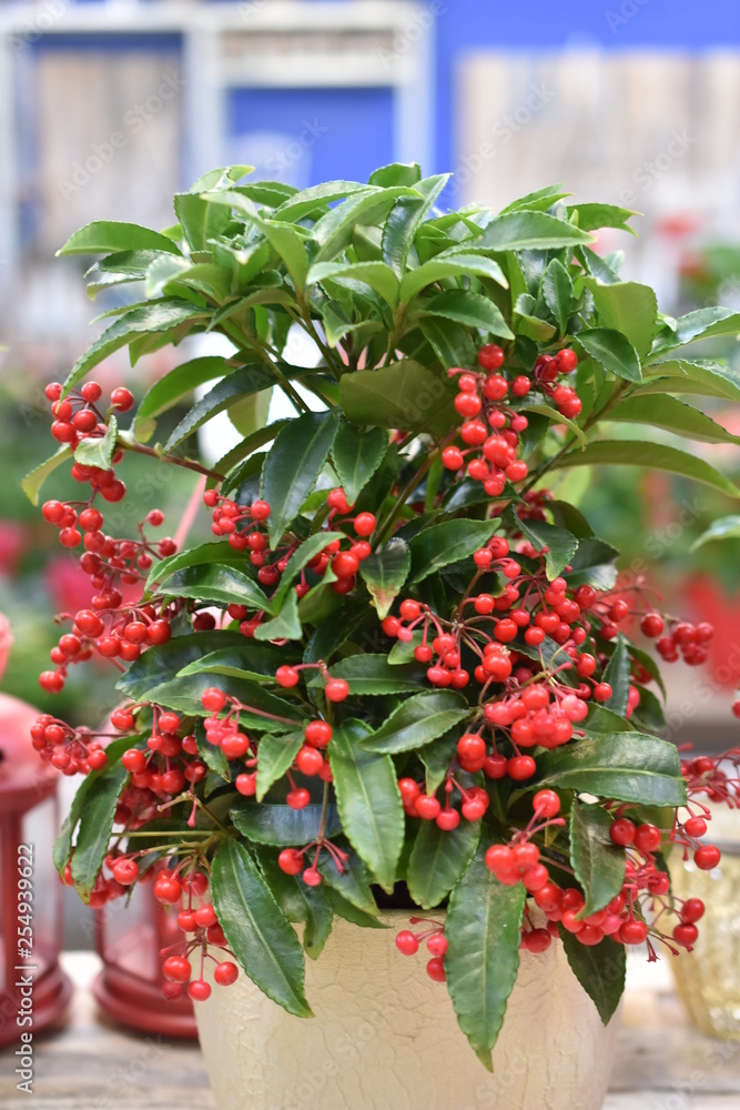 Gekerbte Spitzblume Ardisia crenata Korallenbeere Gewzrbeere  Myrsininiengewchse Zimmerpflanze rote Beeren Stock Photo | Adobe Stock