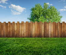Spring Tree In Backyard And Wooden Garden Fence