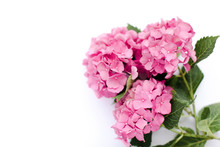Bouquet Hydrangea Isolated On White Background. Pink Flowers Hortensia Are Blooming In Spring And Summer.