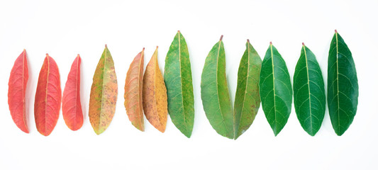 3 colores of leaves on white background. Autumn concept. top view.