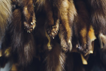 Animal Fur. Foxes, Raccoon, Wolf, Beaver, Mink, Nutria Hanging After Processing.