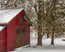 Red Barn With Brown Doors And Paned Windows And Evergreen Trees In Snow Storm