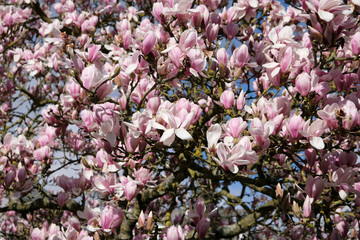 Canvas Print - fleurs de magnolia