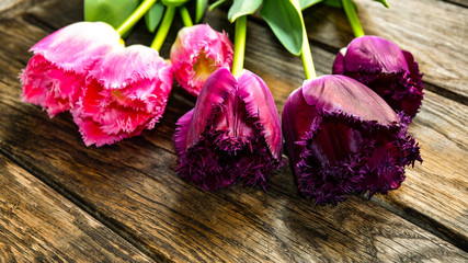 Wall Mural - Tulips on old wooden boards.