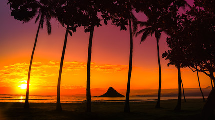 Wall Mural - sunset in oahu with palm trees