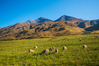 Sheep in front of Mount Sunday in Canterbury on South Island, New Zealand 