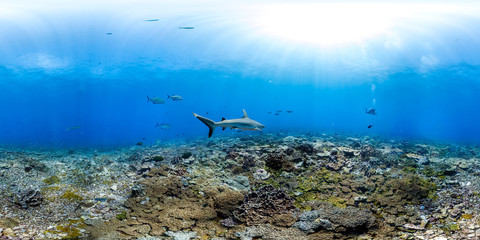 Wall Mural - 360 of shark swimming in Palmyra