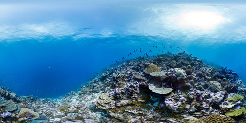 Wall Mural - 360 of reef in Palmyra