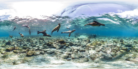 Wall Mural - 360 of sea lions in Galapagos