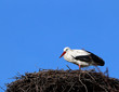 Stork standing on a nest, with blue sky and neck tucked in