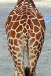Symmetrical behind of a giraffe