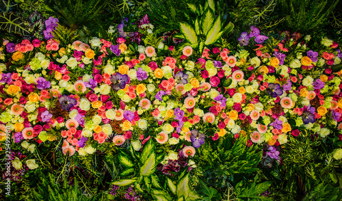 fondo de flores y plantas