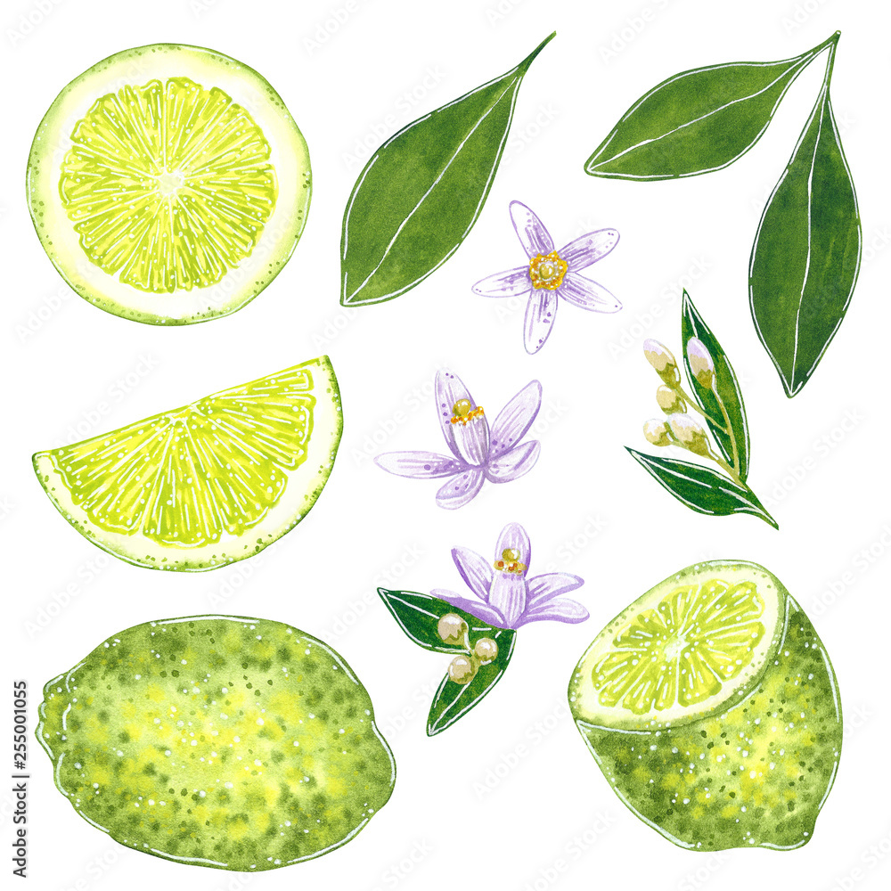 Lime clipart set with leaves and flowers. Hand drawn watercolor ...
