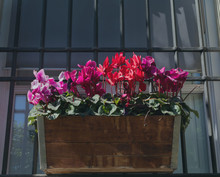 Cyclamen Persicum, Persia Violet In A Wooden Planter