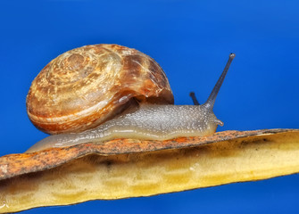 Close up  beautiful Snail in the garden