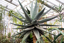 Aloe Plants, Tropical Green Plants Tolerate Hot Weather. - Image