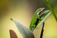 Green Anole On Leaf