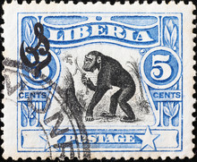 Chimpanzee On Vintage Stamp Of Liberia