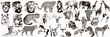 Big collection of wild animals. Exotic danger African. Tropical. Vector illustration on white background.
