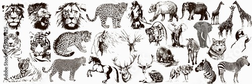 Photo Big collection of wild animals