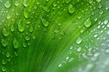 Water Drops On Green Leaf, Purity Natural Background