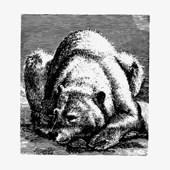 Wall Mural - Bear in hibernation