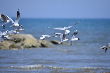 Wall Mural - Seagulls fly in free