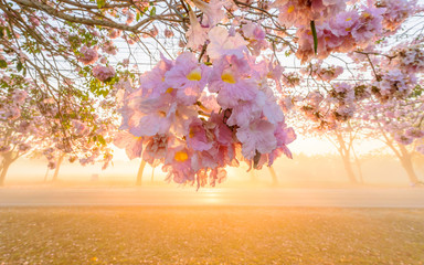 Pink trumpet tree row with Mist in sunrise time / Pink trumpet with sunrise