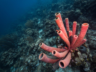 Seascape of coral reef in the Caribbean Sea around Curacao at dive site Grote Knip with various corals and sponges