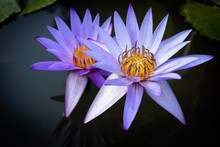 Purple Water Lily, Lotus In The Water