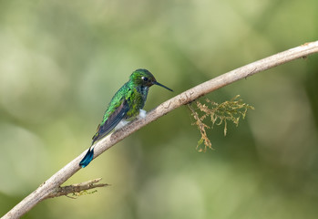 Wall Mural - Booted Racket-tail Hummingbird (Ocreatus underwoodii), Tandayapa, Ecuador