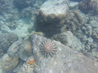 Wall Mural - seychelles snorkeling