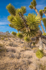 Canvas Print - Joshua Tree