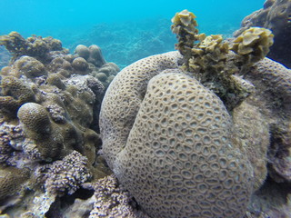 Wall Mural - seychelles snorkeling