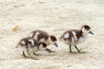 Egyptian geese goslings walking on sandy soil alone. Egyptian geese were considered sacred by the Ancient Egyptians, and appeared in much of their artwork.