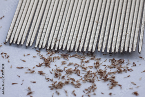 How to Get Rid of Lice