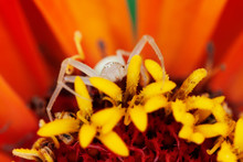 White Spider On Orange Flower