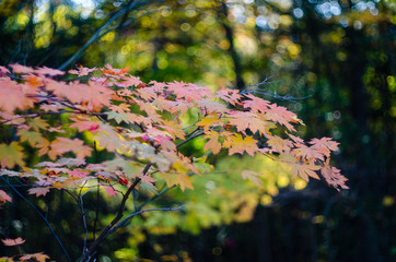 Wall Mural - Sunlit maple tree with red and orange  leaves against a blurred forest  background.